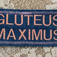 Gluteus Maximus Embroidered Patch
