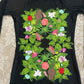 Nature Rash Guard - available in S-2XL
